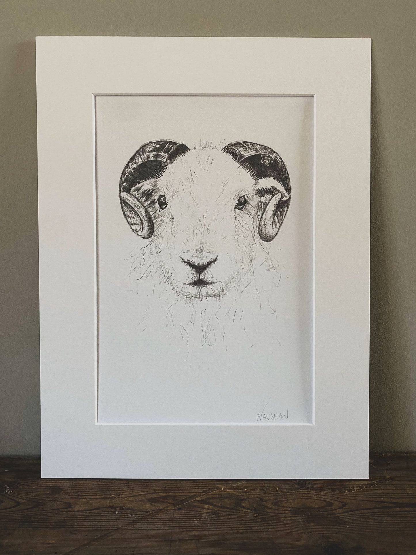 Herdwick Illustration