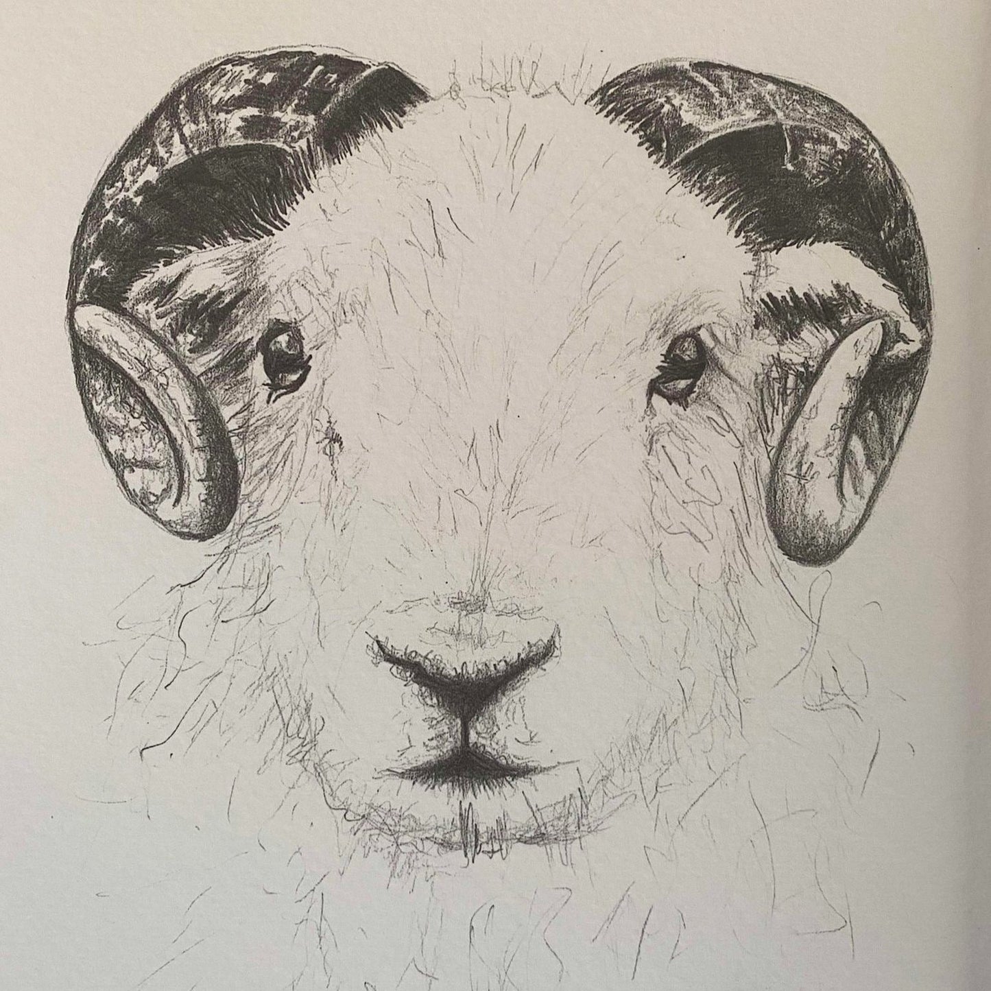 Herdwick Illustration